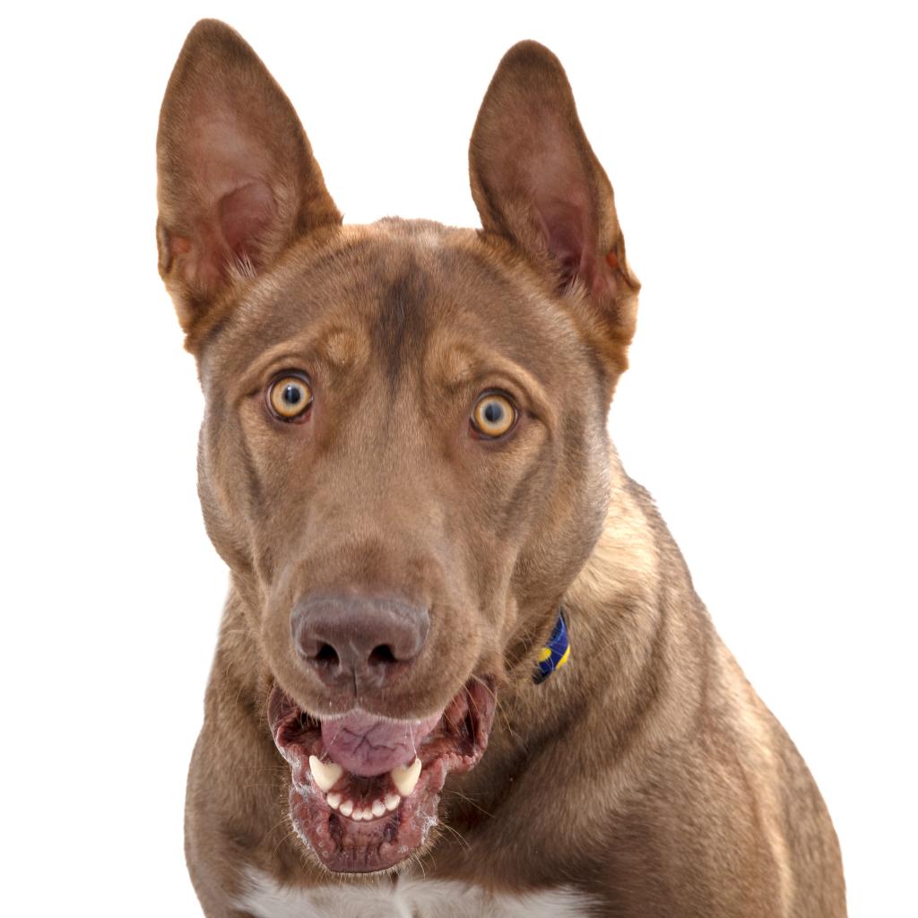 Adoptable Male Male