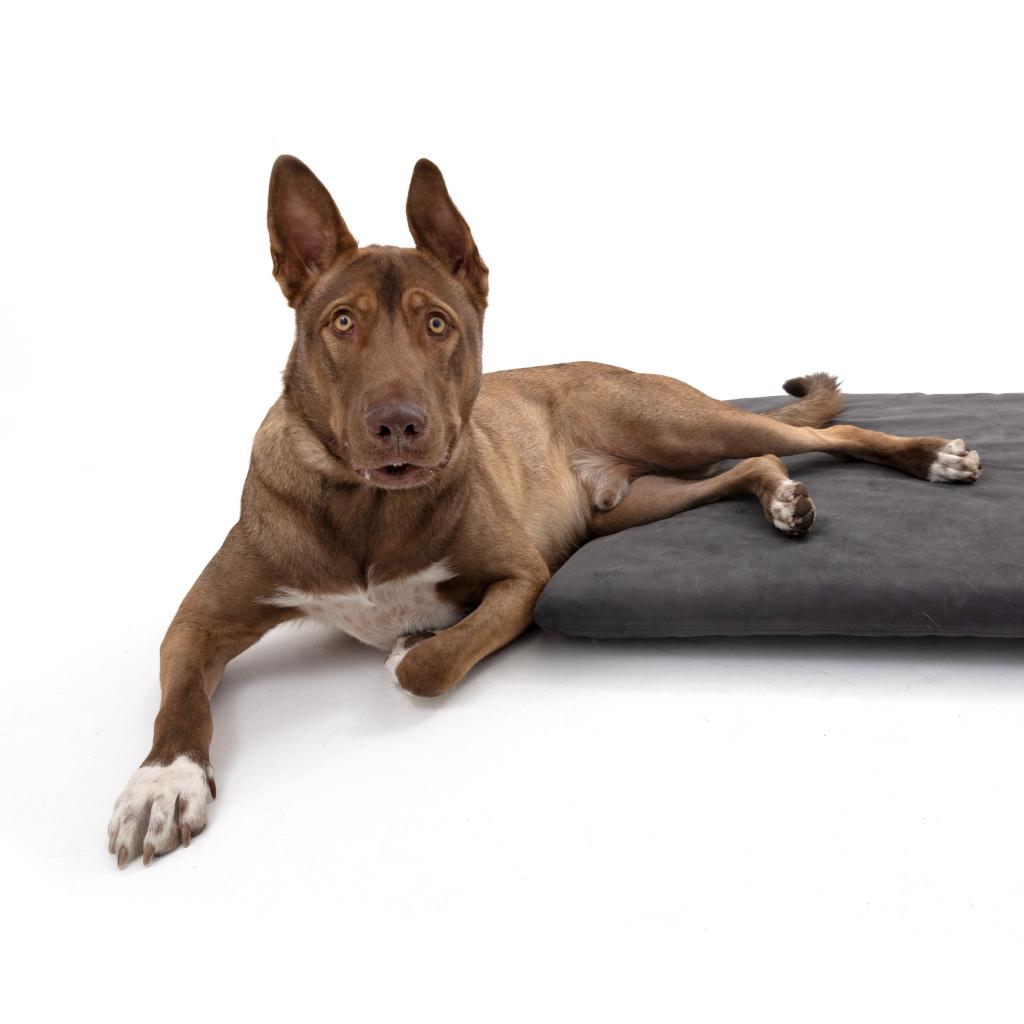 Adoptable Male Male