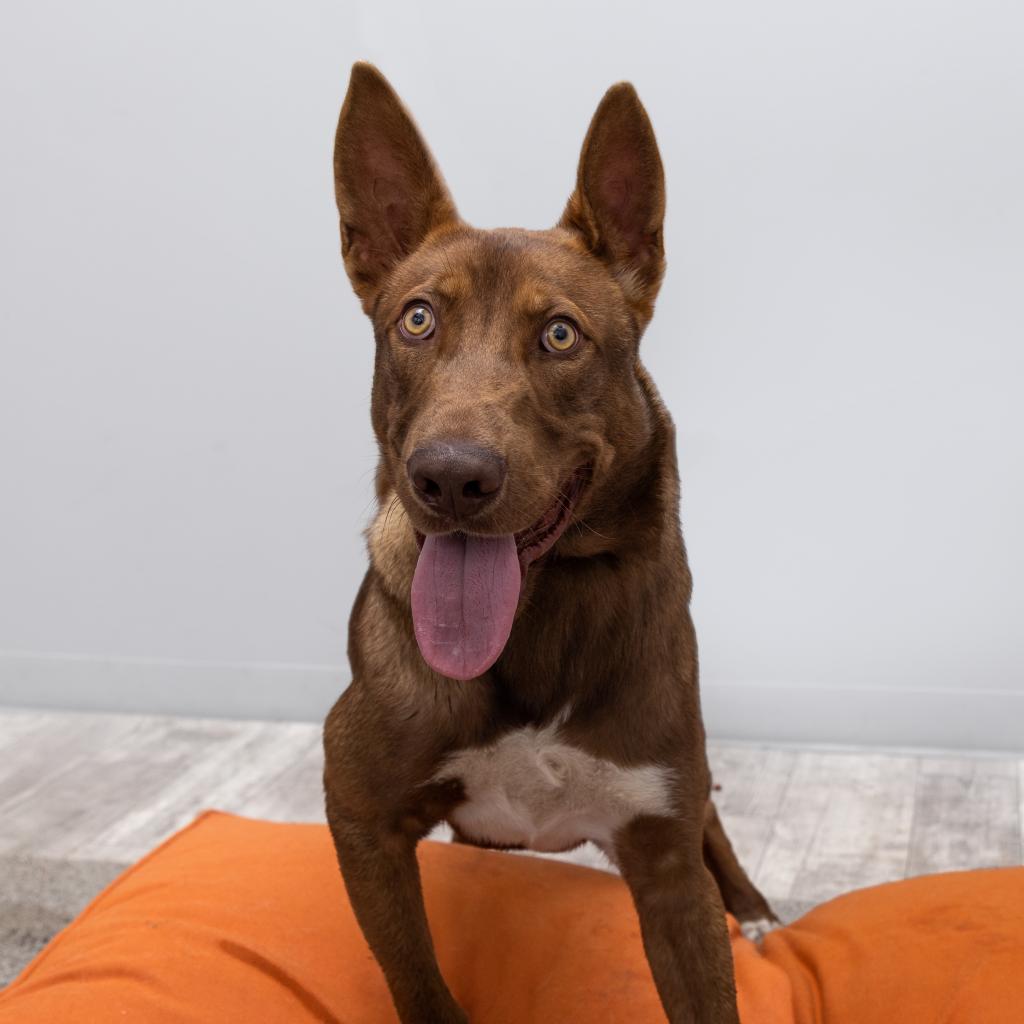 Adoptable Male Male