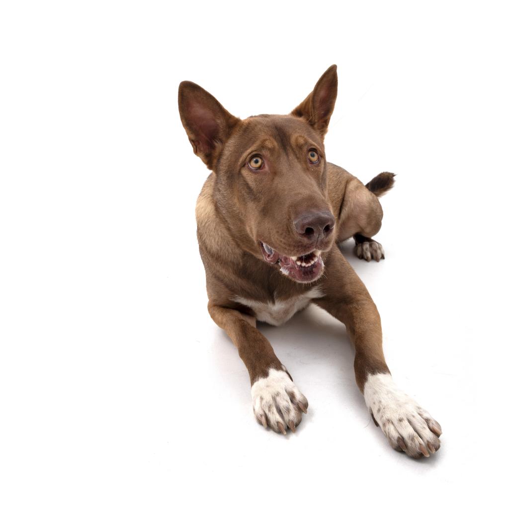 Adoptable Male Male