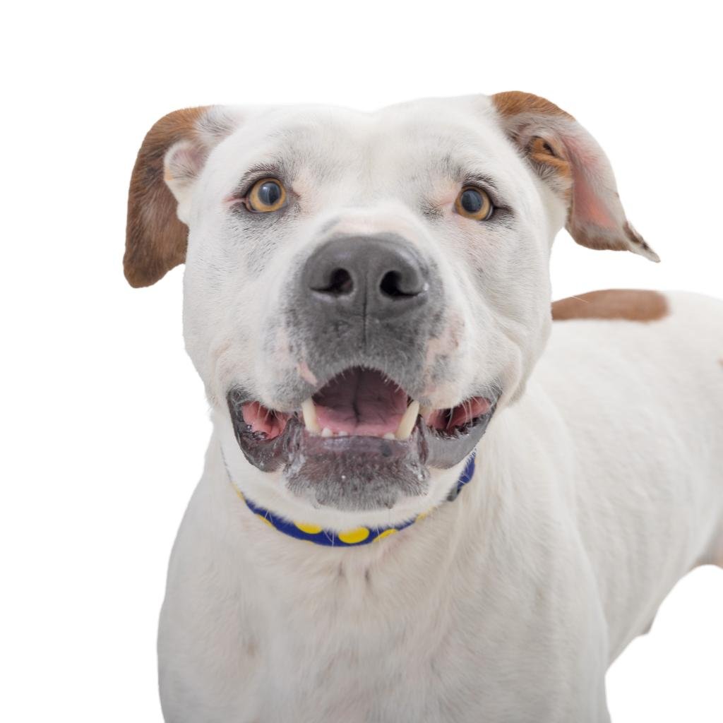 Mike - American Staffordshire Terrier / Mixed