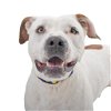 adoptable Dog in  named Mike
