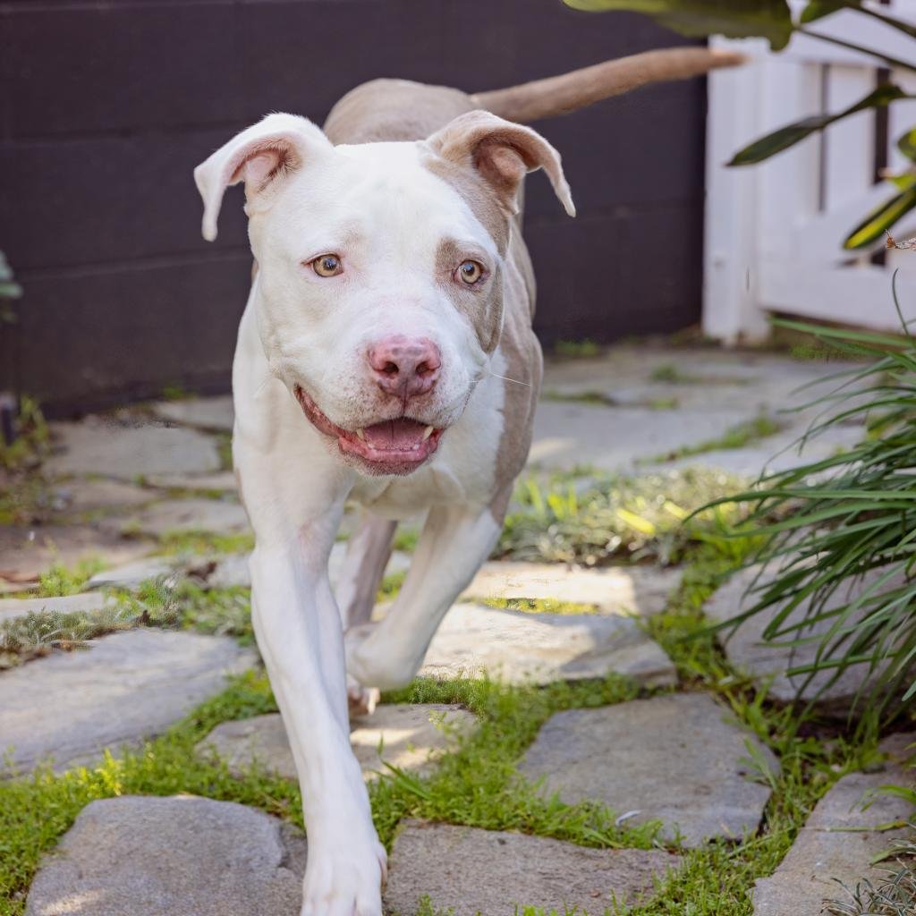 adoptable Dog in Los Angeles, CA named Max