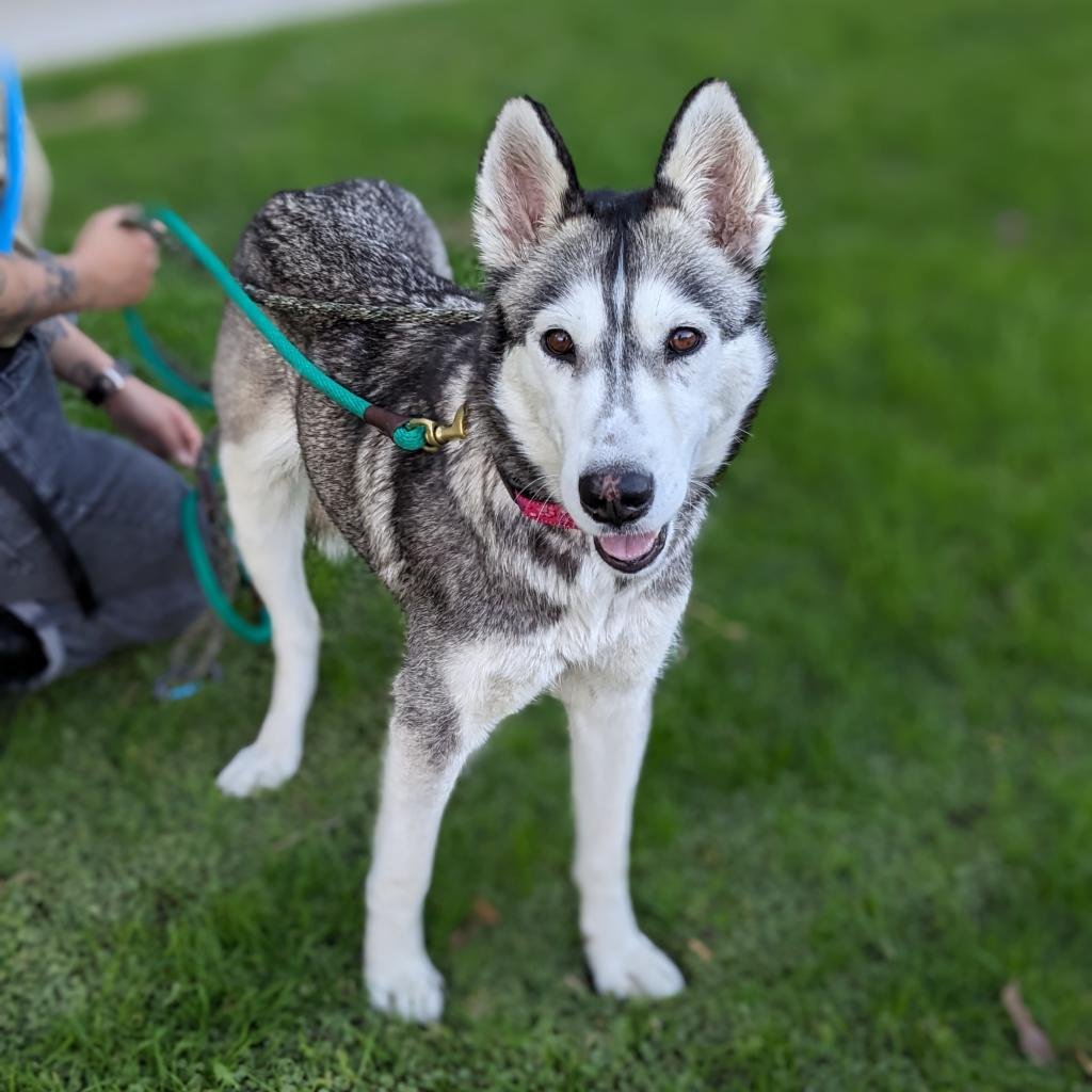 adoptable Dog in Los Angeles, CA named Navidad