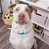 adoptable Dog in  named Canelo