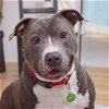 adoptable Dog in  named Mr Robotto
