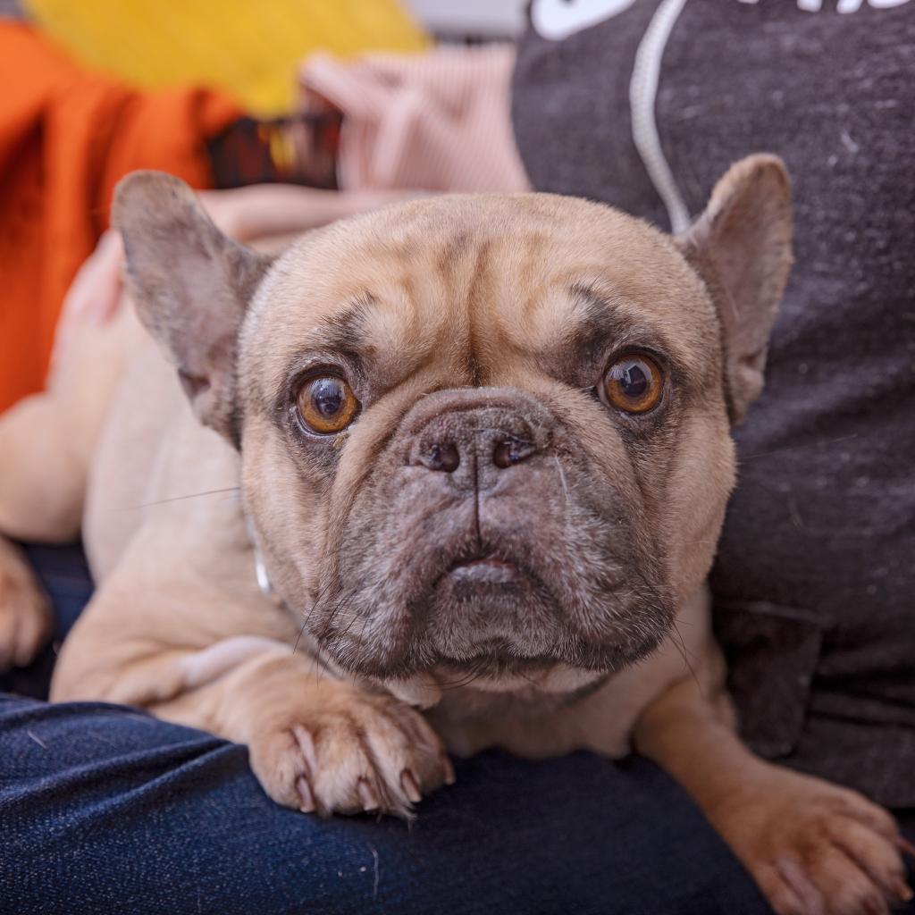 Charmaine - French Bulldog / Mixed