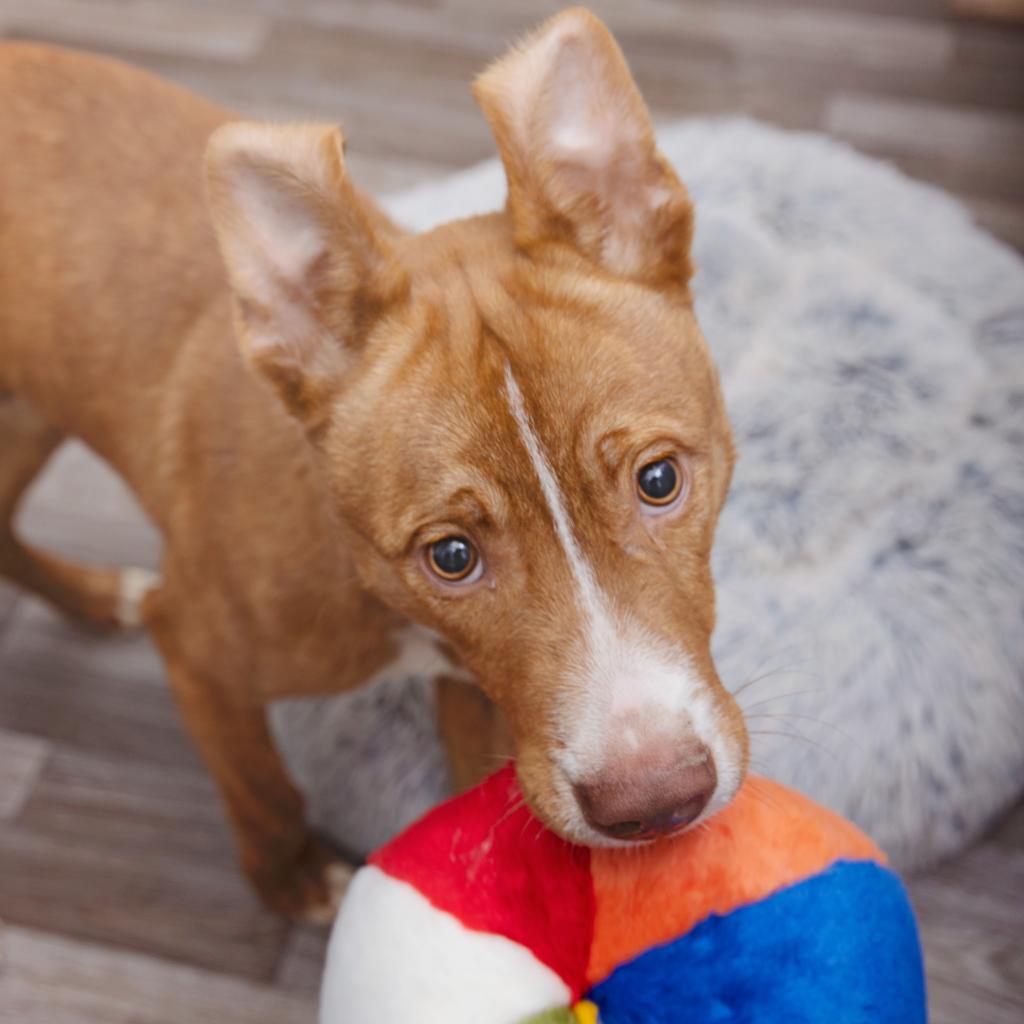 Joaquin - American Staffordshire Terrier / Mixed