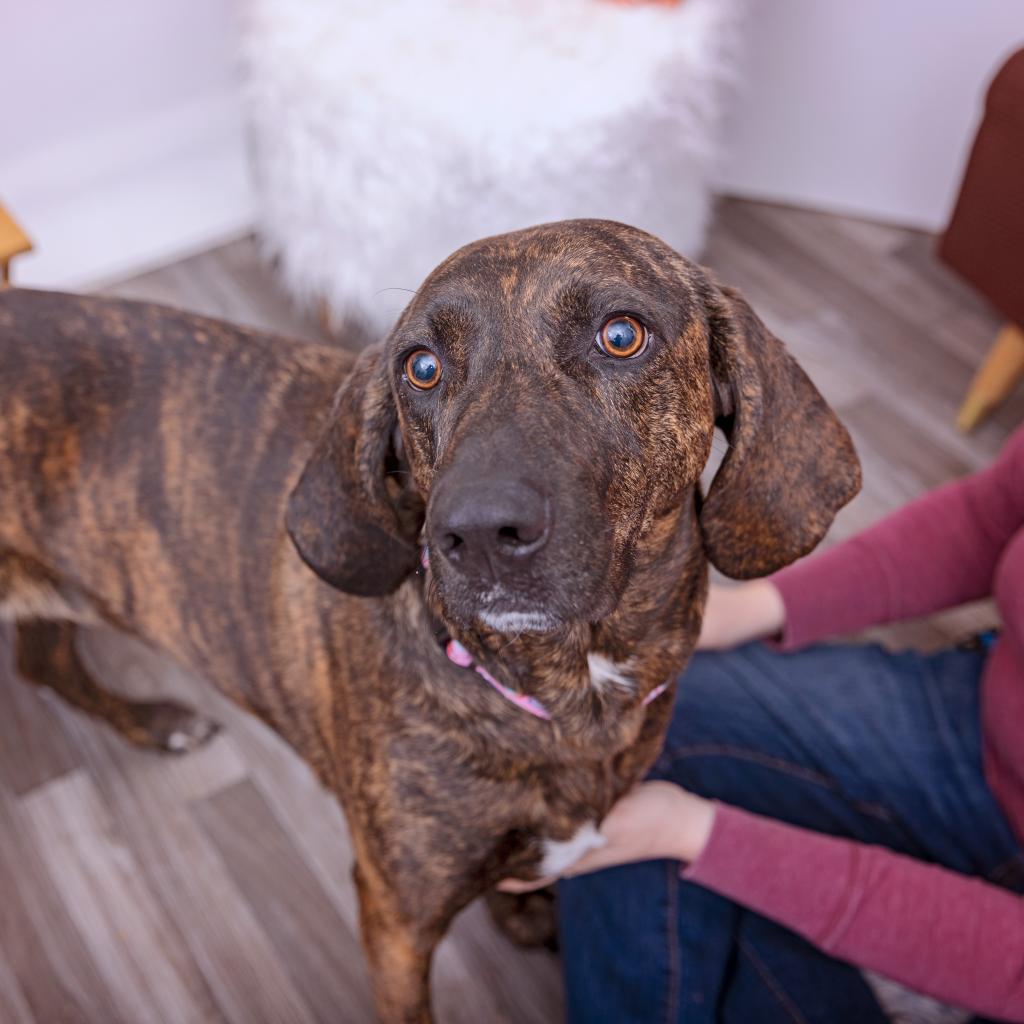 Caroline - Plott Hound / Mixed