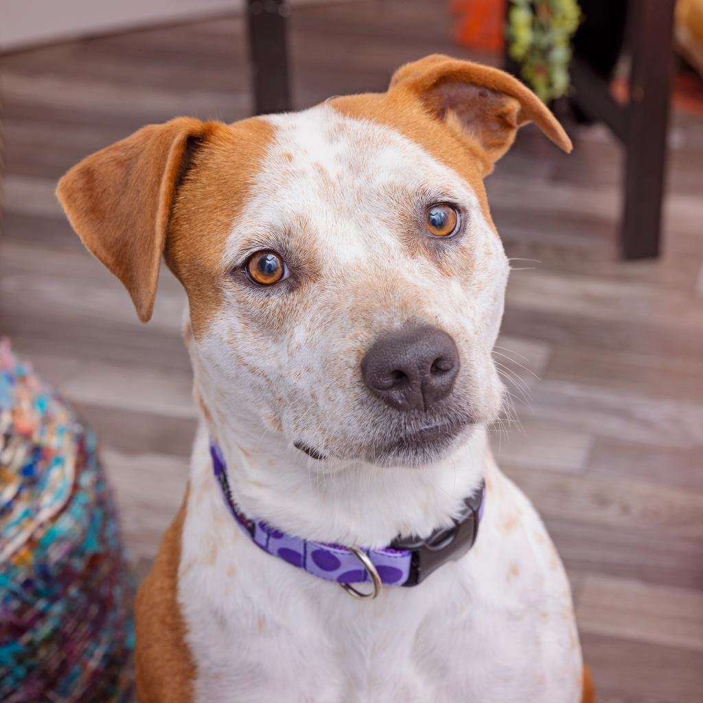 Chamomille - Cattle Dog / Mixed