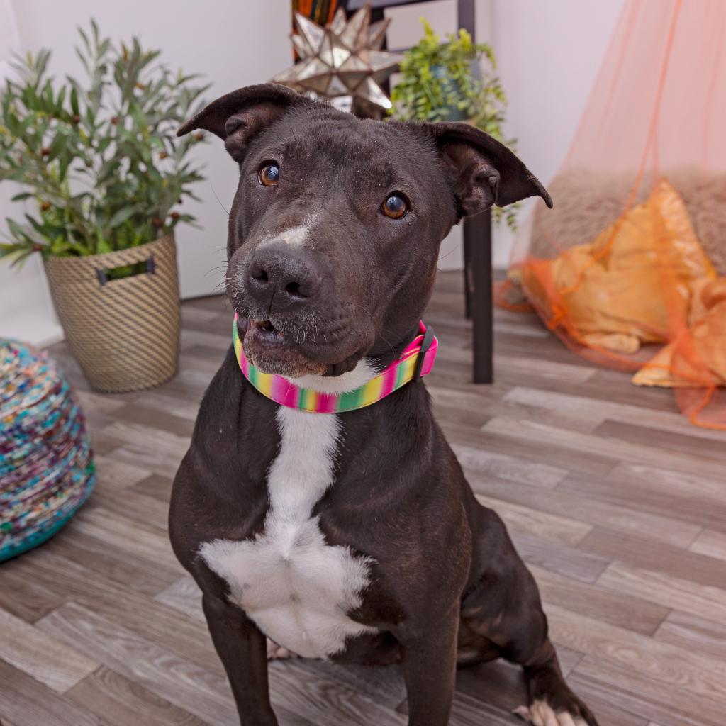 Blossom - Pit Bull Terrier / Mixed