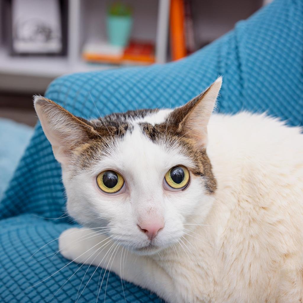 adoptable Cat in Los Angeles, CA named Yollie