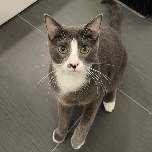Curly, Young Domestic Short Hair, cat for adoption in Westminster, California