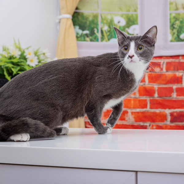 Curly