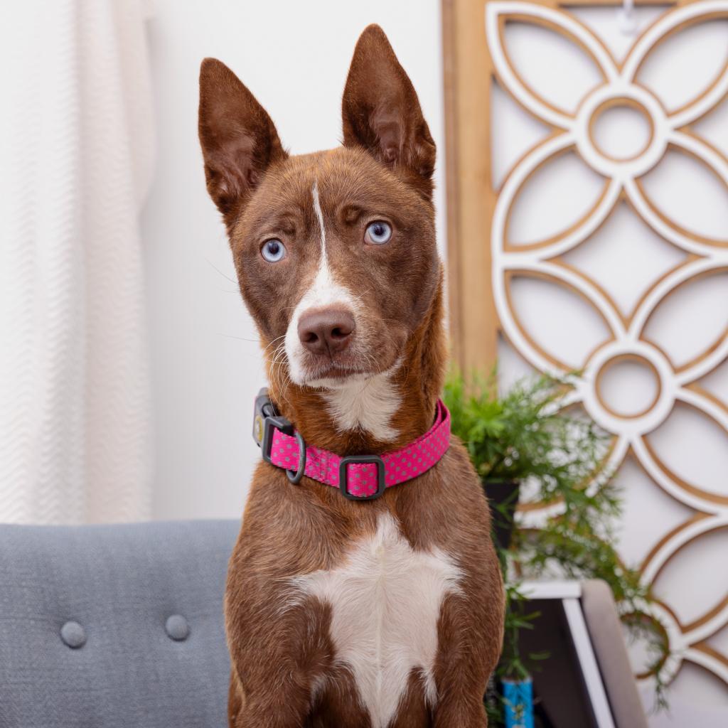 adoptable Dog in Los Angeles, CA named Petunia