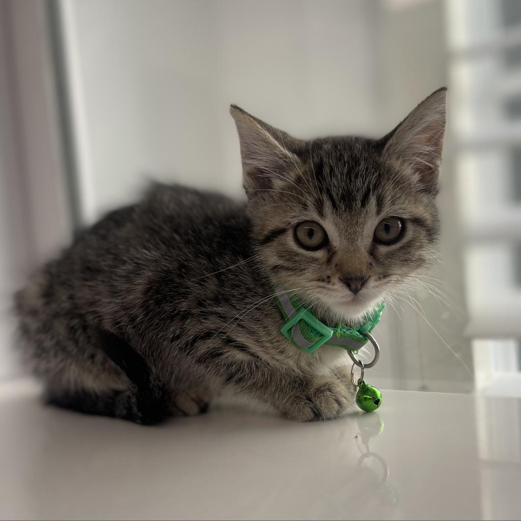 Cat adoption in Los Angeles, CA 90025 Domestic Short Hair Cat "Baby Spice"