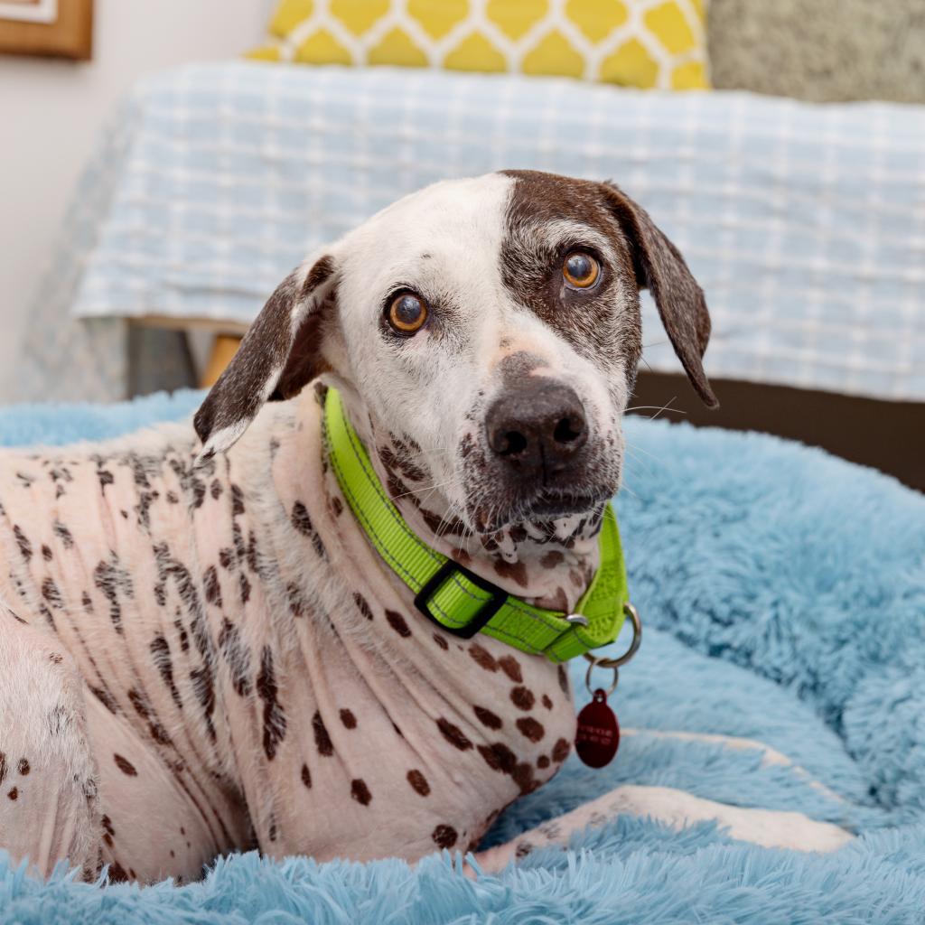 adoptable Dog in Los Angeles, CA named Sophia