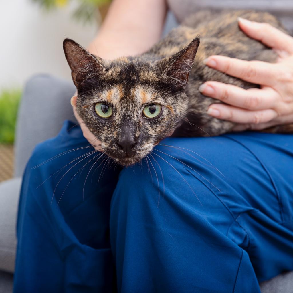 adoptable Cat in Los Angeles, CA named Quack