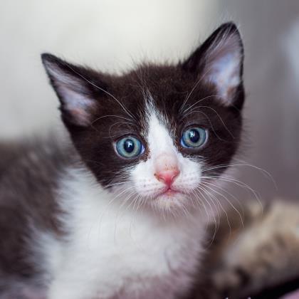 adoptable Cat in Los Angeles, CA named Junebug