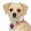 adoptable Dog in  named Meena