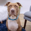 adoptable Dog in Los Angeles, CA named Honey