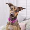 adoptable Dog in Los Angeles, CA named Dara