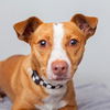 adoptable Dog in  named Sam