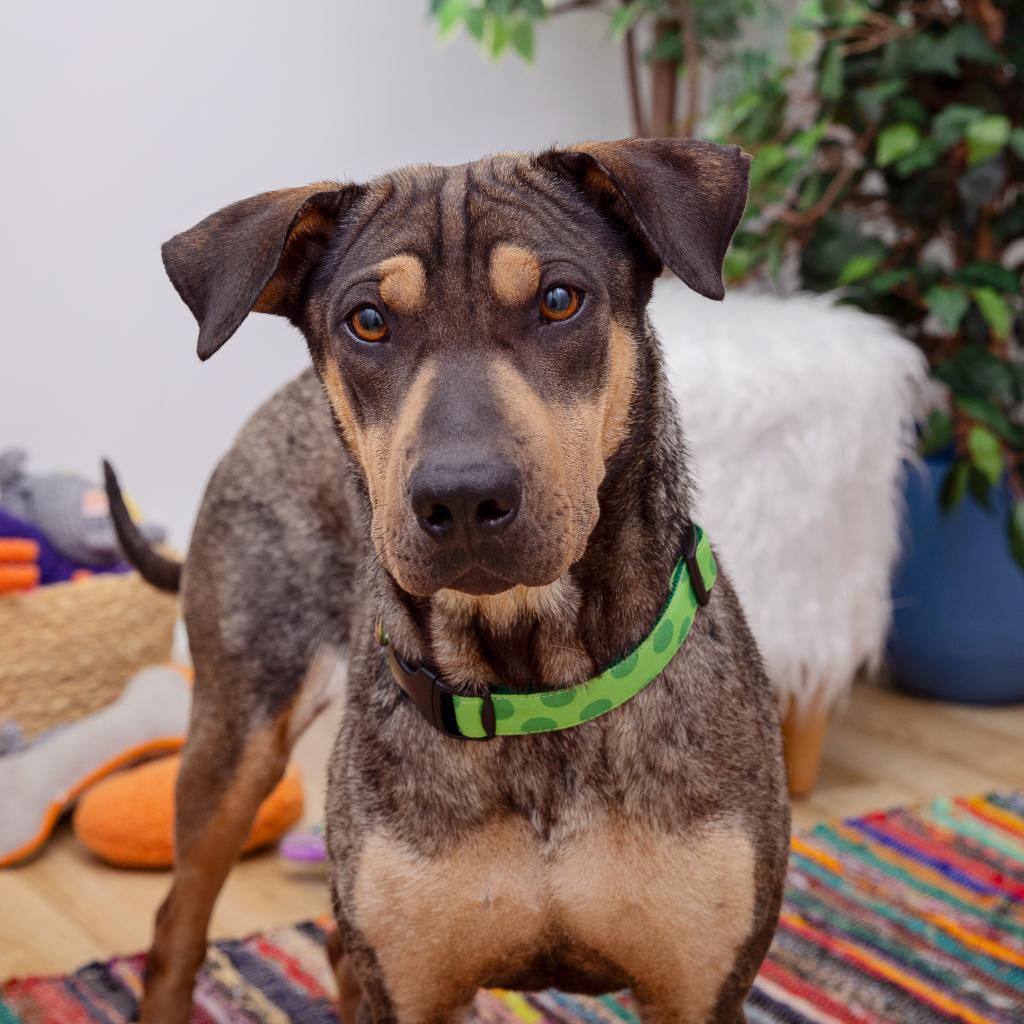 adoptable Dog in Los Angeles, CA named Robin