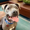 adoptable Dog in Los Angeles, CA named Rex