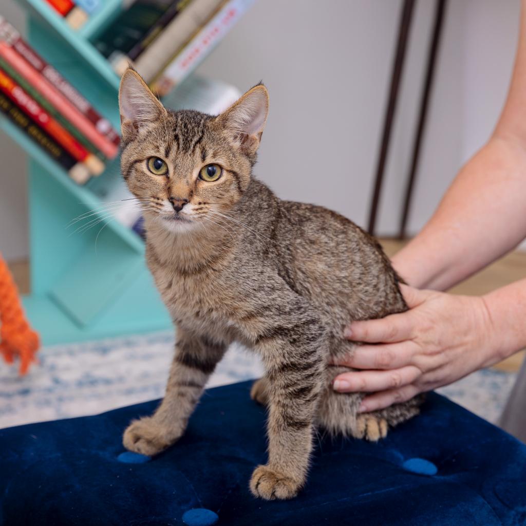 adoptable Cat in Los Angeles, CA named Oregano