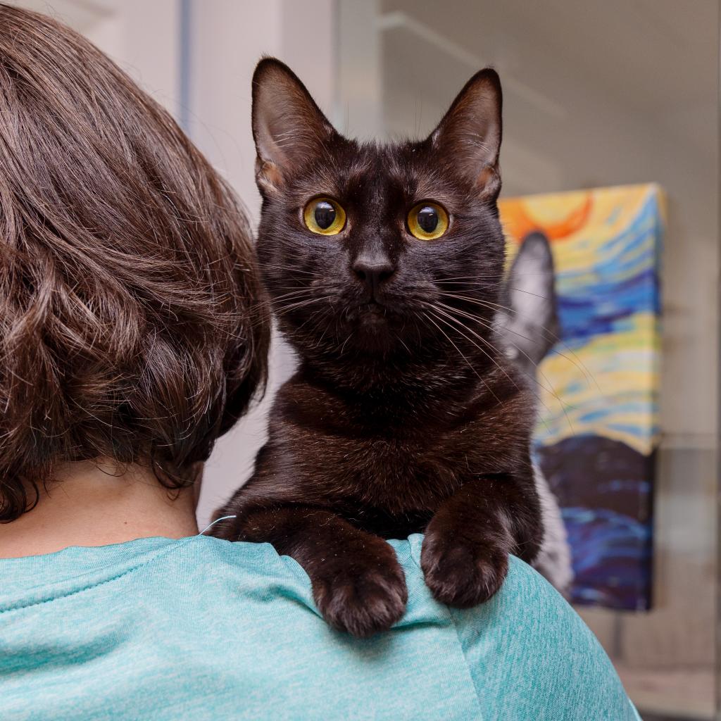 adoptable Cat in Los Angeles, CA named Paprika