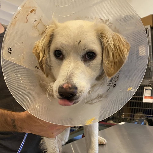 Sesame, an adoptable Spaniel in Los Angeles, CA