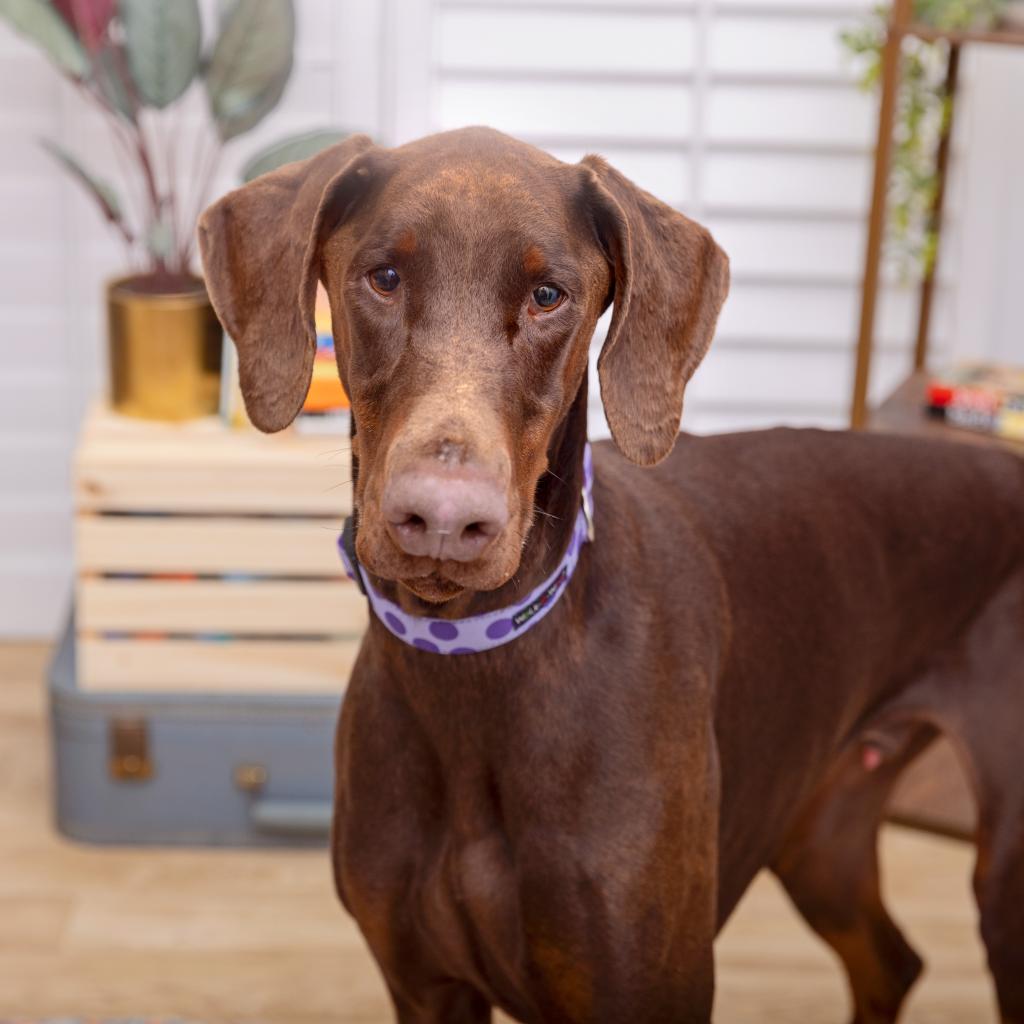 adoptable Dog in Los Angeles, CA named Mangonada