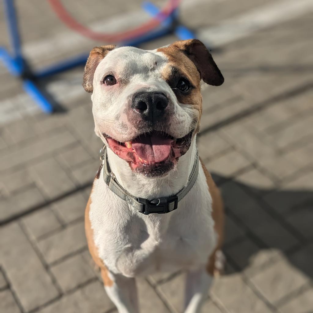 adoptable Dog in Los Angeles, CA named Sushi