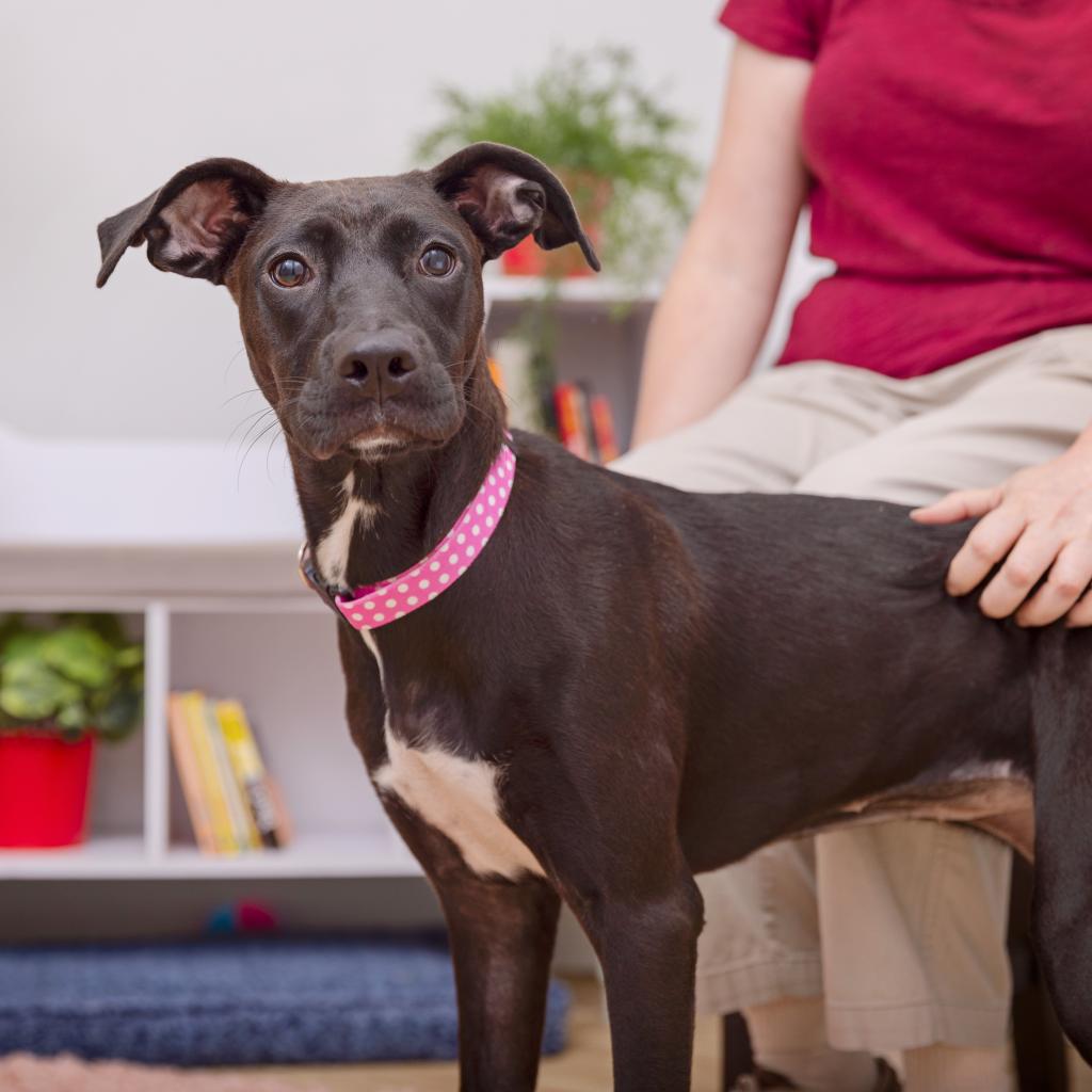 adoptable Dog in Los Angeles, CA named Nina