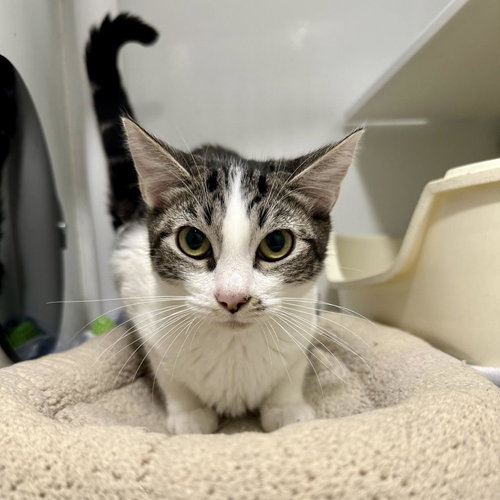 Amazonite, Young Domestic Short Hair, cat for adoption in Westminster, California