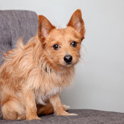 adoptable Dog in Los Angeles, CA named Copper