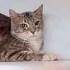 adoptable Cat in Los Angeles, CA named Rose Quartz