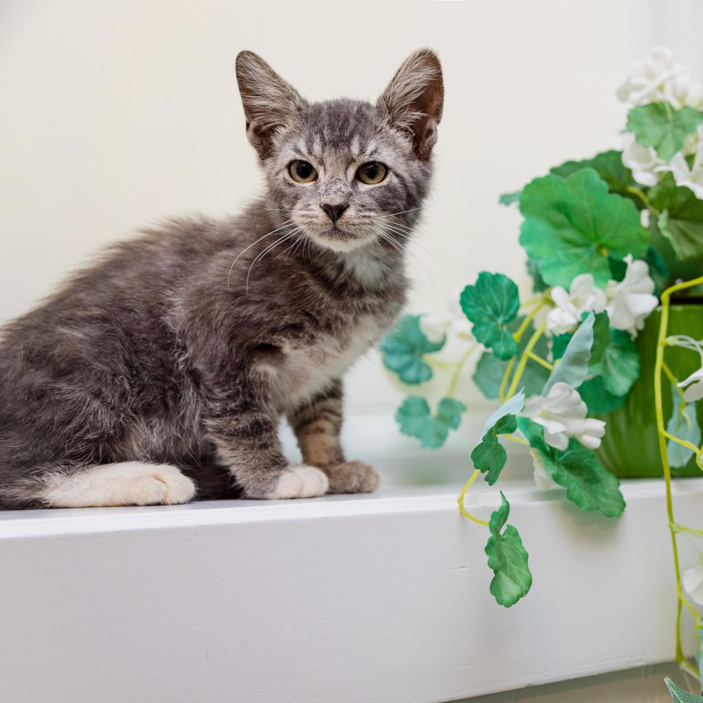 adoptable Cat in Los Angeles, CA named Hematite