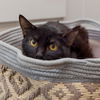 adoptable Cat in Los Angeles, CA named Obsidian