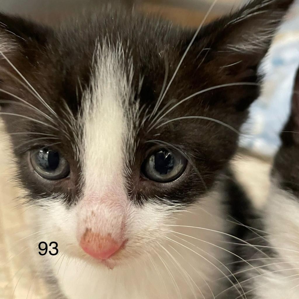 adoptable Cat in Los Angeles, CA named Buddy