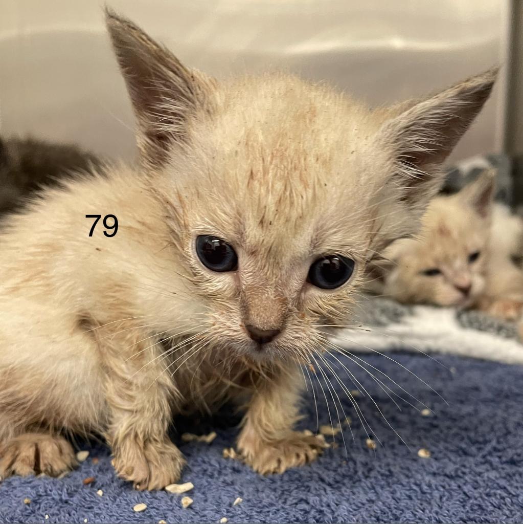 adoptable Cat in Los Angeles, CA named Zara