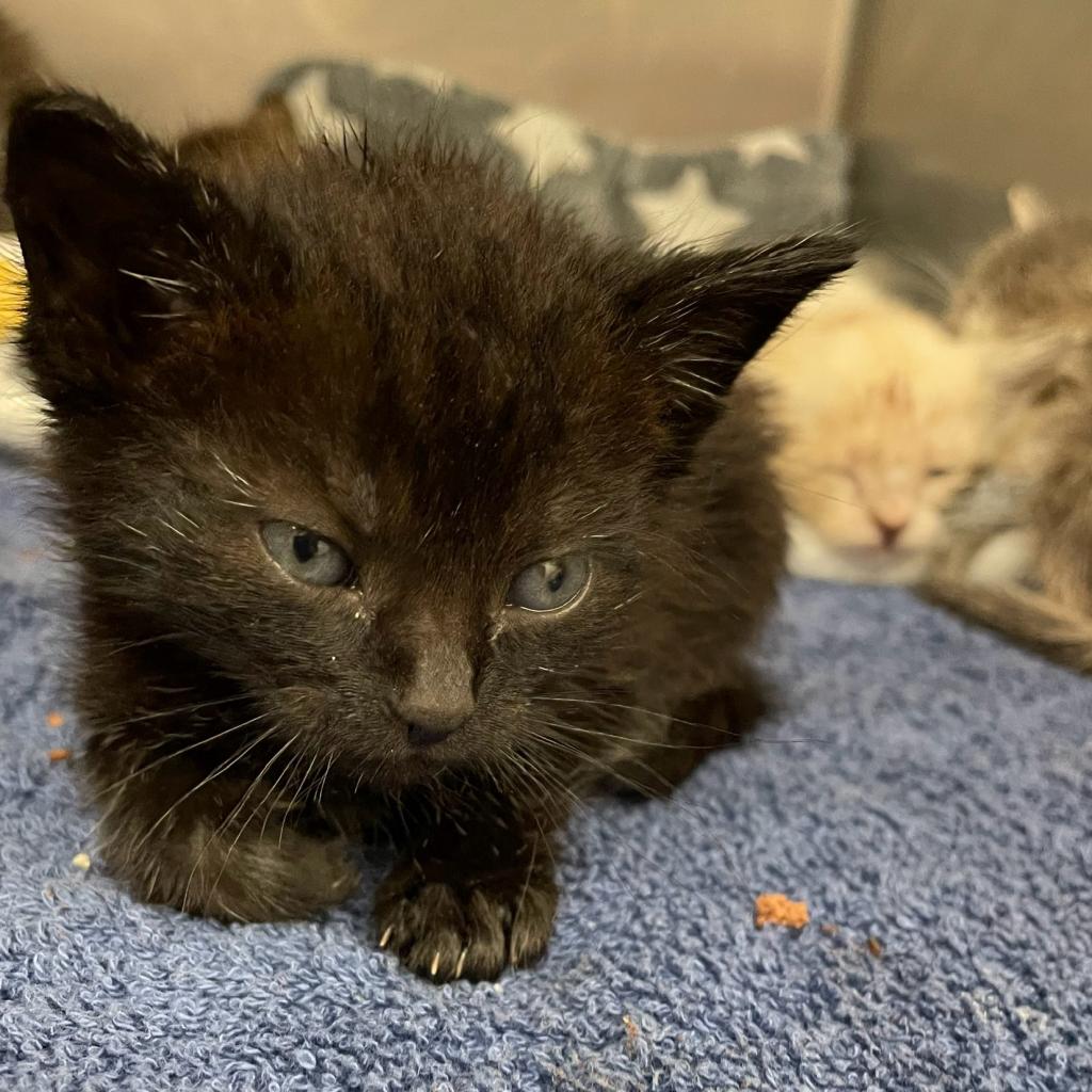 adoptable Cat in Los Angeles, CA named Abby