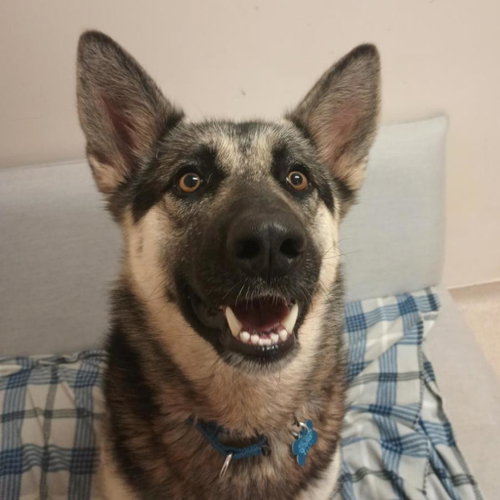 Samara, an adoptable German Shepherd Dog in Los Angeles, CA