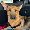 adoptable Dog in  named Vickie