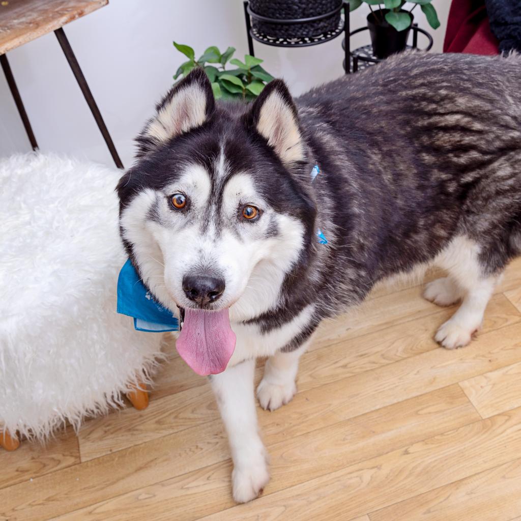 adoptable Dog in Los Angeles, CA named Champ