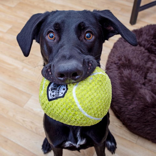 Ollie, an adoptable Black Labrador Retriever in Los Angeles, CA