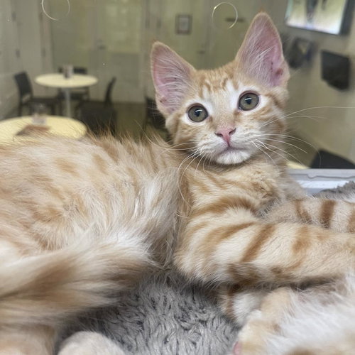 Frank Castle, Baby Domestic Short Hair, cat for adoption in Westminster, California