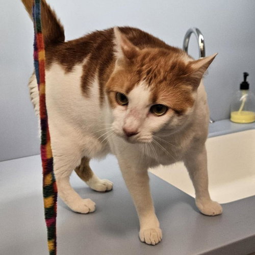Tiny, Adult Domestic Short Hair, cat for adoption in Westminster, California