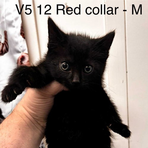 Vesper, Baby Domestic Short Hair, cat for adoption in Westminster, California